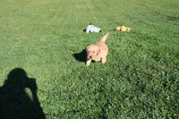 AKC Hamburger , a male Golden Retriever for sale in New Bloomfield, PA – 3 of 10