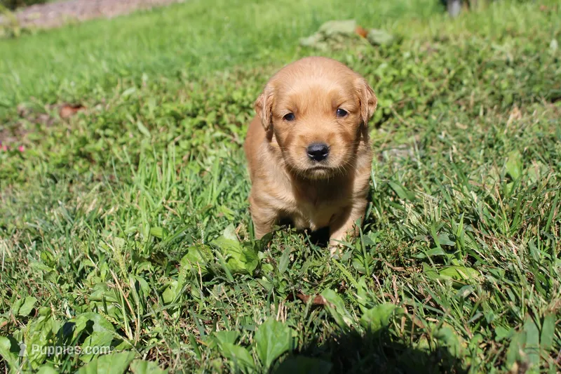 AKC Bonnie – Golden Retriever puppy for sale in New Bloomfield, PA
