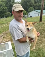 Kiwi, a female Shiba Inu for sale in New Bloomfield, PA – 10 of 10