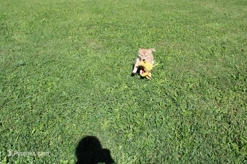AKC Uno – Shiba Inu puppy for sale in New Bloomfield, PA