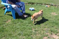 Misty, a female Shiba Inu for sale in New Bloomfield, PA – 7 of 7