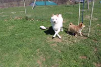 AKC February  , a female Shiba Inu for sale in New Bloomfield, PA – 10 of 10