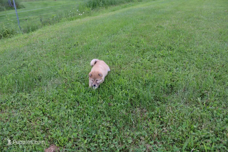 AKC Uno – Shiba Inu puppy for sale in New Bloomfield, PA