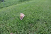 AKC Uno, a female Shiba Inu for sale in New Bloomfield, PA – 1 of 7