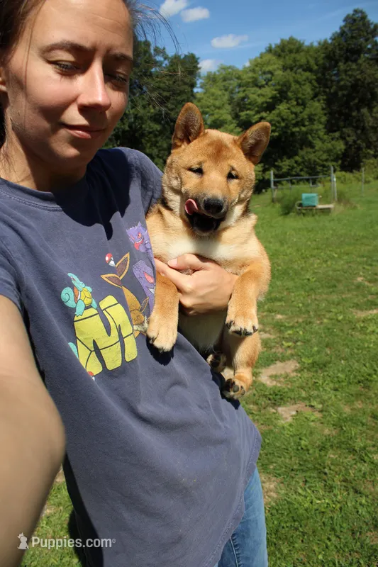 AKC KitKat – Shiba Inu puppy for sale in New Bloomfield, PA