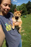 AKC KitKat, a female Shiba Inu for sale in New Bloomfield, PA – 1 of 10