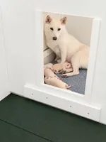 Cheesecake , a female Shiba Inu for sale in New Bloomfield, PA – 5 of 8
