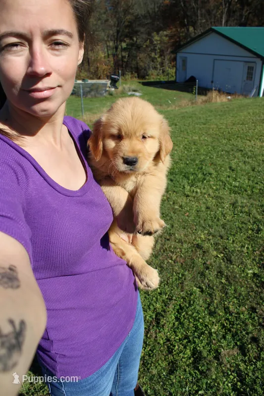 AKC Courage  – Golden Retriever puppy for sale in New Bloomfield, PA