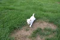 Pound Cake, a male Shiba Inu for sale in New Bloomfield, PA – 3 of 9