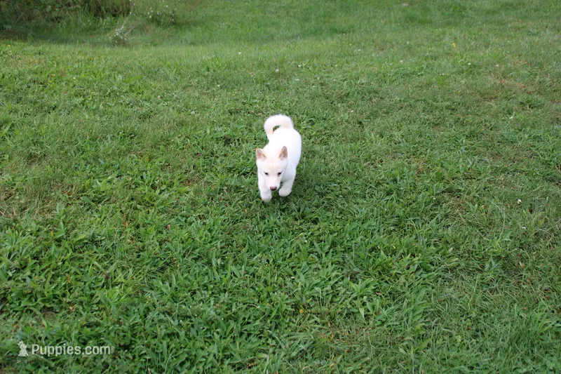 AKC Spongecake  – Shiba Inu puppy for sale in New Bloomfield, PA