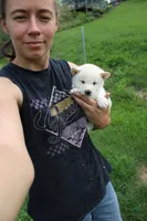 Pound Cake, a male Shiba Inu for sale in New Bloomfield, PA – 5 of 9