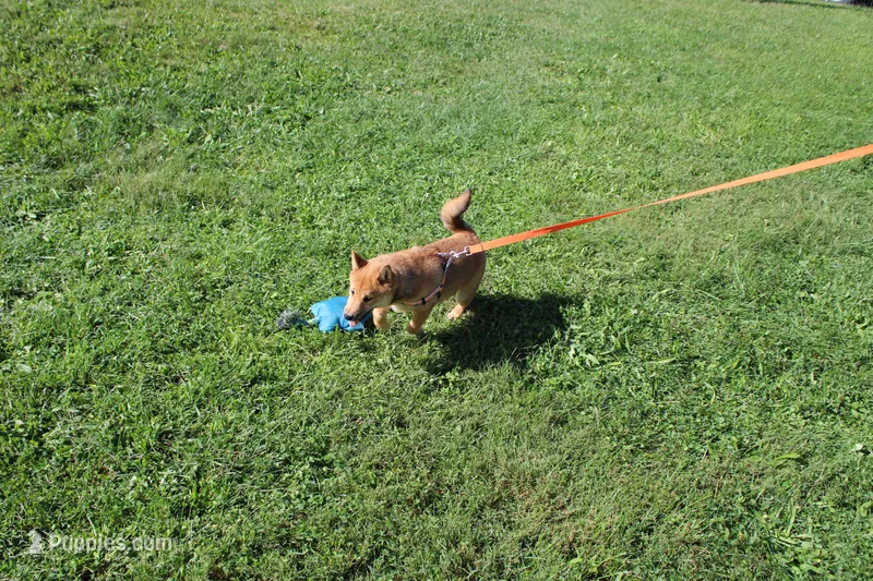 AKC KitKat – Shiba Inu puppy for sale in New Bloomfield, PA