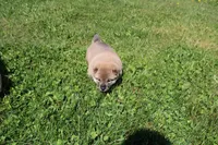 AKC Doodle, a female Shiba Inu for sale in New Bloomfield, PA – 2 of 8