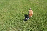 AKC Yen, a female Shiba Inu for sale in New Bloomfield, PA – 6 of 10
