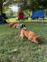 AKC Charmander, a female Shiba Inu for sale in New Bloomfield, PA – 8 of 8