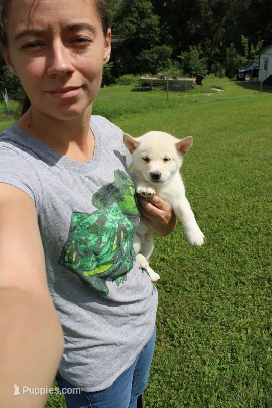 Pound Cake – Shiba Inu puppy for sale in New Bloomfield, PA