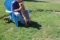 Misty, a female Shiba Inu for sale in New Bloomfield, PA – 4 of 7
