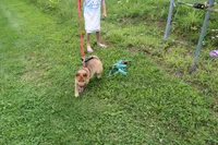 AKC KitKat, a female Shiba Inu for sale in New Bloomfield, PA – 6 of 10