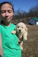 Ms. Hudson, a female Golden Retriever for sale in New Bloomfield, PA – Photo 5 of 8