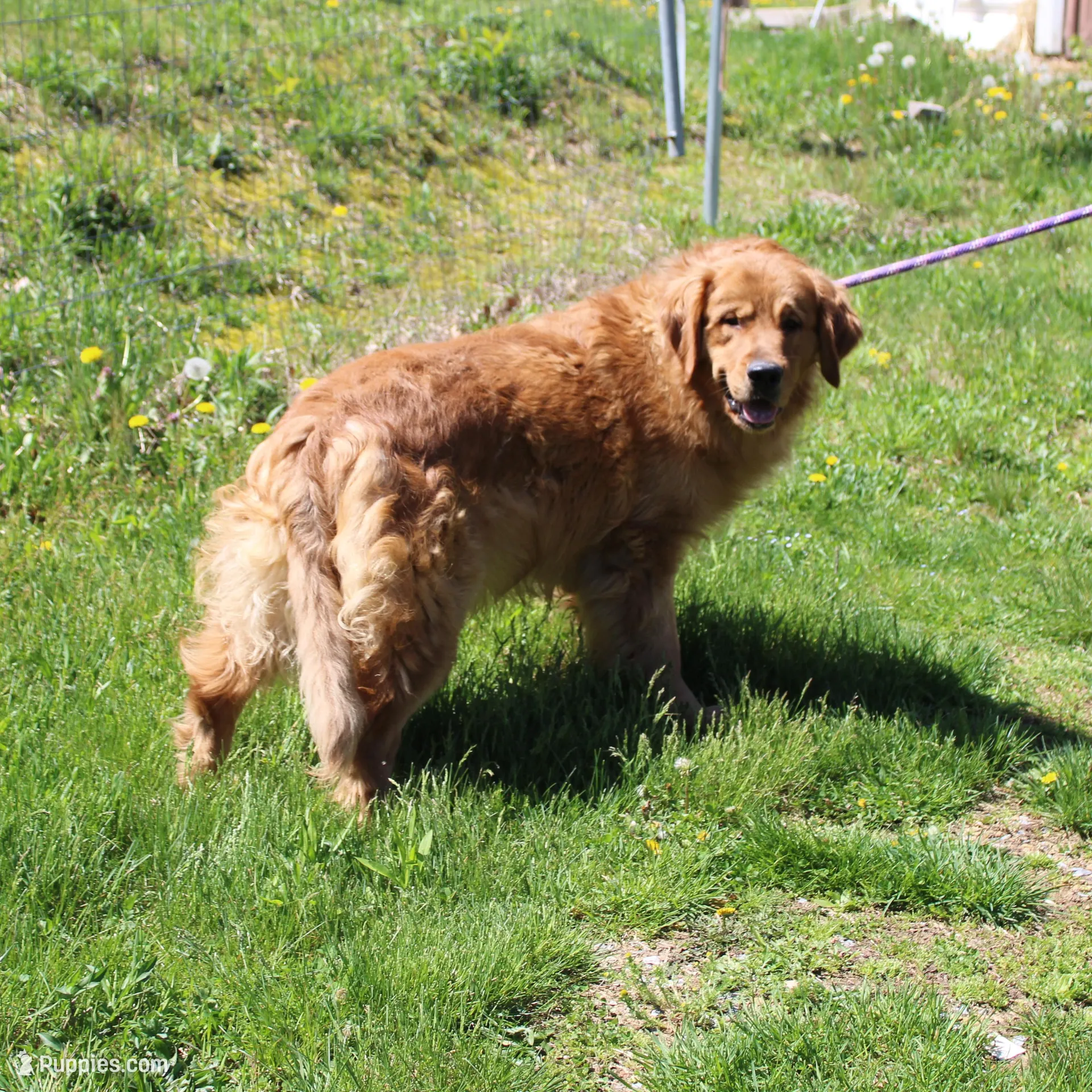 Ms. Hudson, a female Golden Retriever for sale in New Bloomfield, PA – Photo 7 of 8