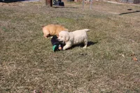 Ms. Hudson, a female Golden Retriever for sale in New Bloomfield, PA – Photo 3 of 8