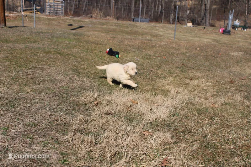 Ms. Hudson – Golden Retriever puppy for sale in New Bloomfield, PA