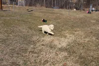 Ms. Hudson, a female Golden Retriever for sale in New Bloomfield, PA – Photo 1 of 8