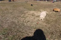 Ms. Hudson, a female Golden Retriever for sale in New Bloomfield, PA – Photo 2 of 8