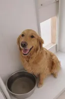 Ms. Hudson, a female Golden Retriever for sale in New Bloomfield, PA – Photo 6 of 8