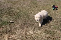 Ms. Hudson, a female Golden Retriever for sale in New Bloomfield, PA – Photo 4 of 8