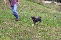 Old Maid, a female Shiba Inu for sale in New Bloomfield, PA – 10 of 10