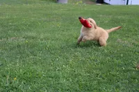 AKC Cup, a male Golden Retriever for sale in New Bloomfield, PA – Photo 5 of 9