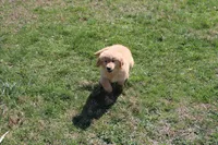 Gallon, a male Golden Retriever for sale in New Bloomfield, PA – Photo 7 of 10