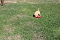 Gallon, a male Golden Retriever for sale in New Bloomfield, PA – Photo 2 of 10