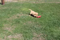 Gallon, a male Golden Retriever for sale in New Bloomfield, PA – Photo 4 of 10