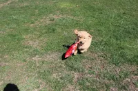 Gallon, a male Golden Retriever for sale in New Bloomfield, PA – Photo 5 of 10