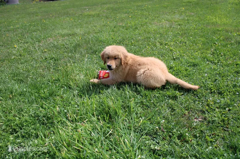 AKC Cup, a male Golden Retriever for sale in New Bloomfield, PA – Photo 1 of 9