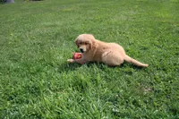 AKC Cup, a male Golden Retriever for sale in New Bloomfield, PA – Photo 1 of 9