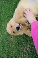 AKC Cup, a male Golden Retriever for sale in New Bloomfield, PA – Photo 6 of 9