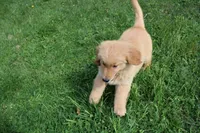 AKC Cup, a male Golden Retriever for sale in New Bloomfield, PA – Photo 4 of 9