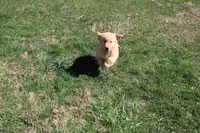 Gallon, a male Golden Retriever for sale in New Bloomfield, PA – Photo 6 of 10