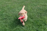 AKC Cup, a male Golden Retriever for sale in New Bloomfield, PA – Photo 3 of 9