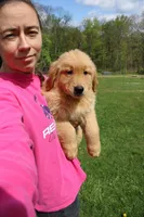AKC Cup, a male Golden Retriever for sale in New Bloomfield, PA – Photo 7 of 9
