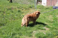 Gallon, a male Golden Retriever for sale in New Bloomfield, PA – Photo 10 of 10