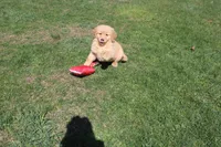 Gallon, a male Golden Retriever for sale in New Bloomfield, PA – Photo 3 of 10