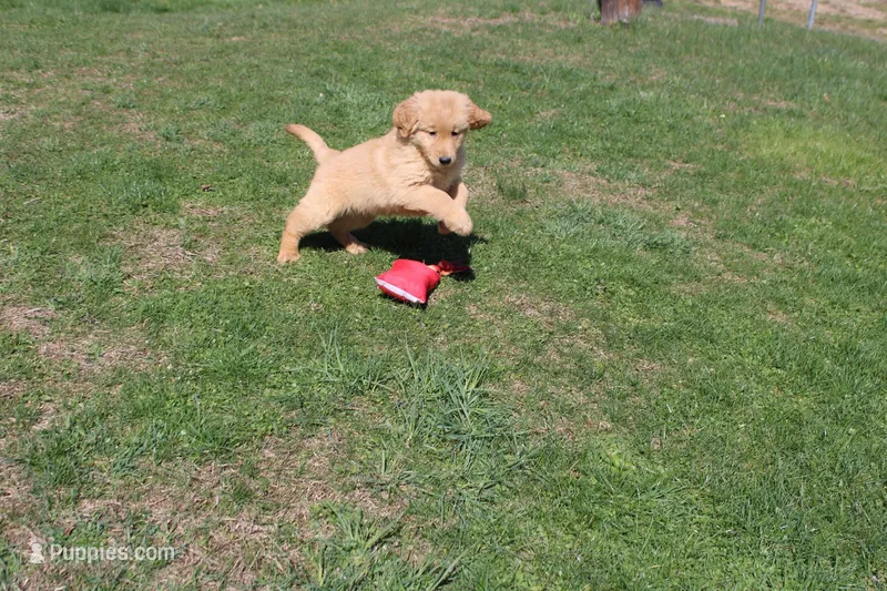 Gallon – Golden Retriever puppy for sale in New Bloomfield, PA