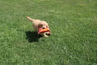 AKC Cup, a male Golden Retriever for sale in New Bloomfield, PA – Photo 2 of 9