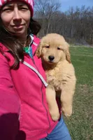 Gallon, a male Golden Retriever for sale in New Bloomfield, PA – Photo 8 of 10