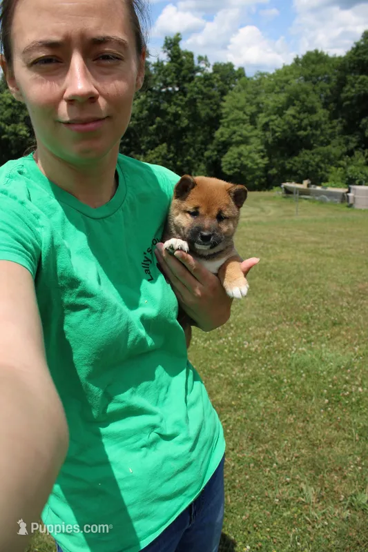 Dark Chocolate  – Shiba Inu puppy for sale in New Bloomfield, PA