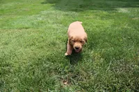 AKC Jack Jack, a male Golden Retriever for sale in New Bloomfield, PA – 3 of 9